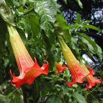 516309 Brugmansia sanguinea "Orange Red"