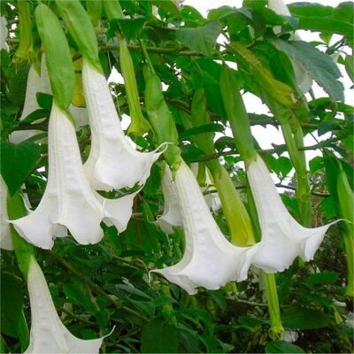 516301 Brugmansia suaveolens "White"
