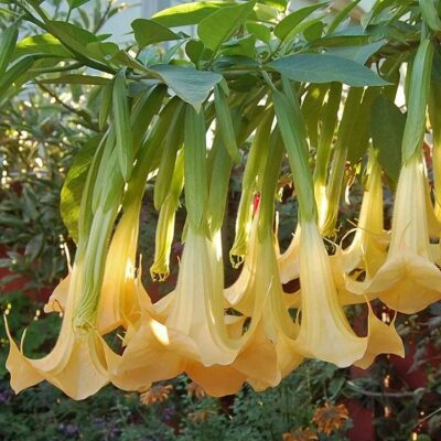 516302 Brugmansia suaveolens "Yellow"