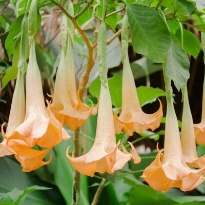 516303 Brugmansia versicolor