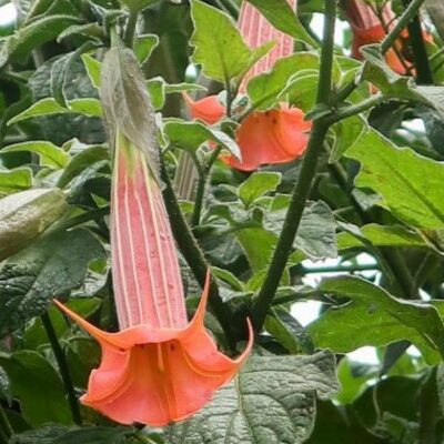 516310 Brugmansia vulcanicola "Orange"