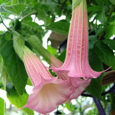 516311 Brugmansia vulcanicola "Pink"