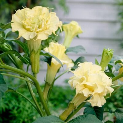 516412 Datura metel "Ballerina Yellow"
