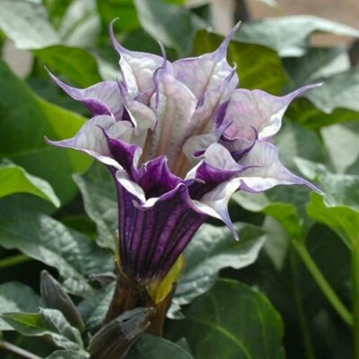 516415 Datura metel "Double Purple-White"