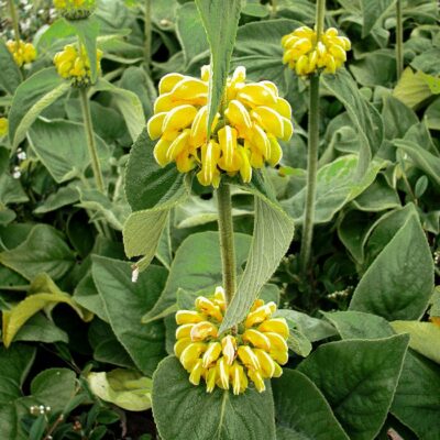 RP 1210 Phlomis fruticosa – Φλωμίς - Ασφάκα