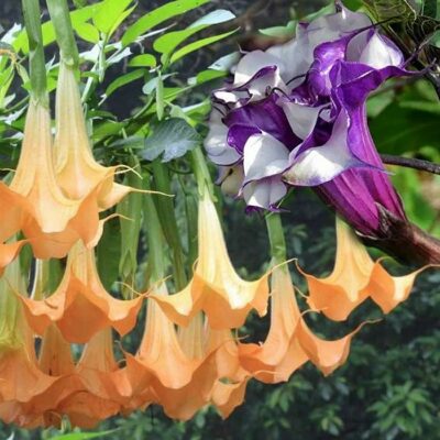 Brugmansia and Datura Seeds