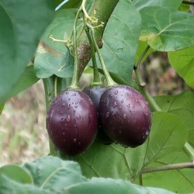 EF 12313422 Tamarillo purple – Ταμαρίλλο μωβ (Cyphomandra betacea)