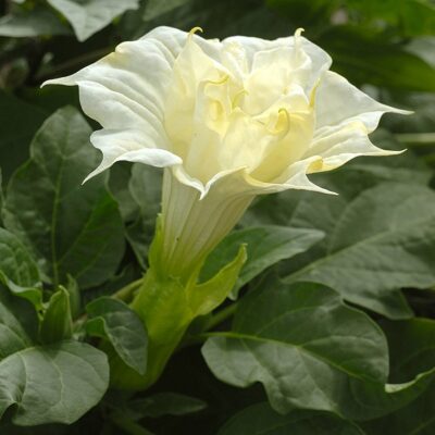 516410 Datura metel "Ballerina White"