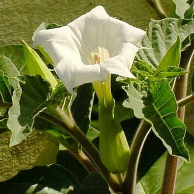 516420 Datura innoxia "Inka"