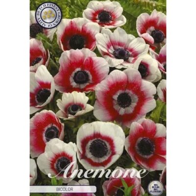 84145 Anemone – Ανεμώνη Bicolor