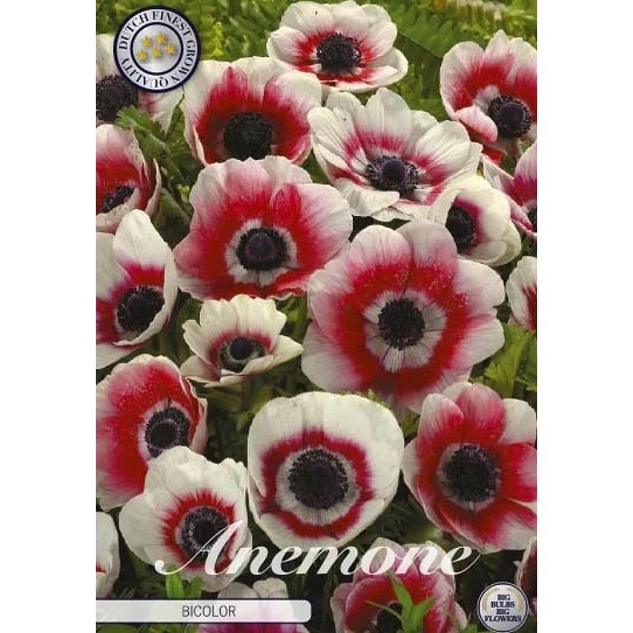 84145 Anemone – Ανεμώνη Bicolor