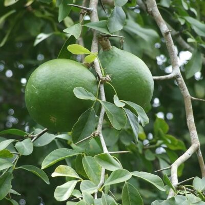 EF 12384311 Bael, Bengal Quince – Κυδωνιά της Βεγγάλης (Aegle marmelos)