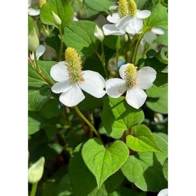 15813 Houttuynia cordata