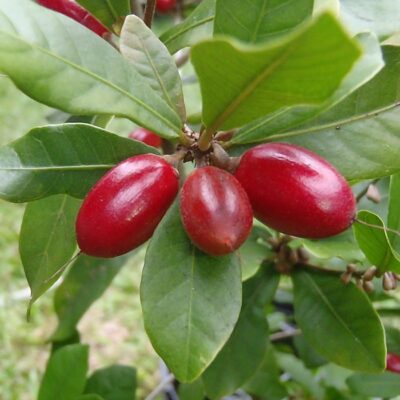 EF 12355400 Miracle Berry – Φρούτο Θαύμα (Synsepalum dulcificum)