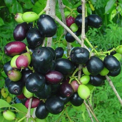 EF 12325181 Java Plum – Δαμάσκηνο της Ιάβας (Syzygium cumini)