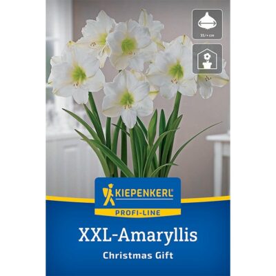 2775061 Amaryllis – Αμαρυλλίς Christmas Gift