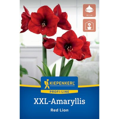 2775062 Amaryllis – Αμαρυλλίς Red Lion