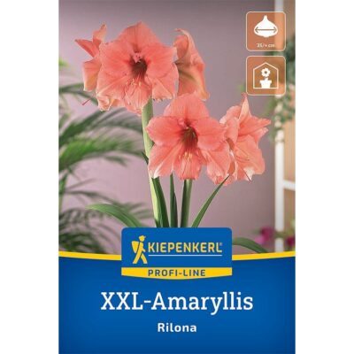 2775063 Amaryllis – Αμαρυλλίς Rilona