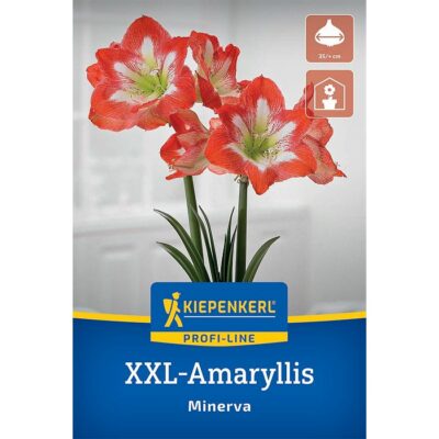 2775064 Amaryllis Minerva