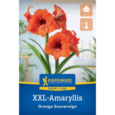2775065 Amaryllis – Αμαρυλλίς Orange Souvereign